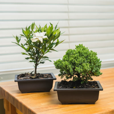 Bonsai Tree Kit