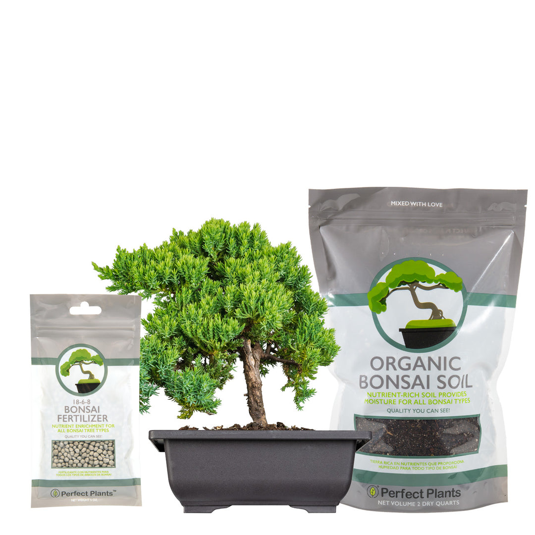 Buy Bonsai Tree Kit for Sale | Soil + Fertilizer Included