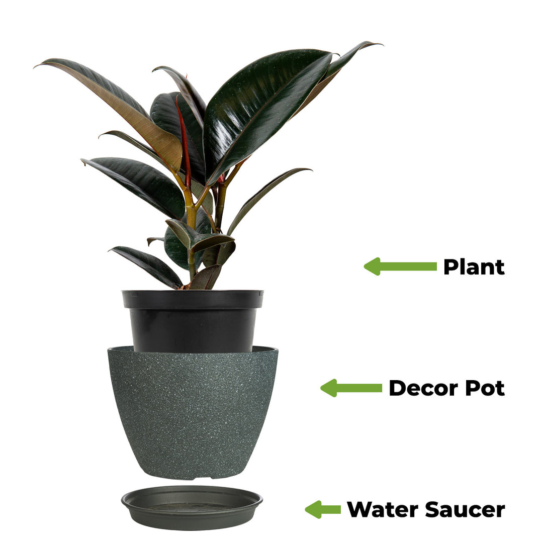 rubber plant indoor price Burgundy Rubber Plant for Sale | Ficus Elastica