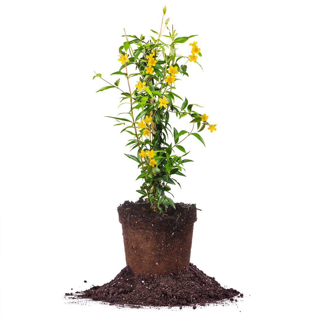 jasmine Jasmine Plants for Sale | Buy Jasmine Plants | Perfect Plants