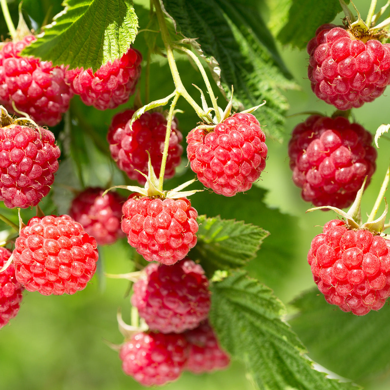 Buy Caroline Raspberry Bush Online | Sweet and Simple | Perfect Plants