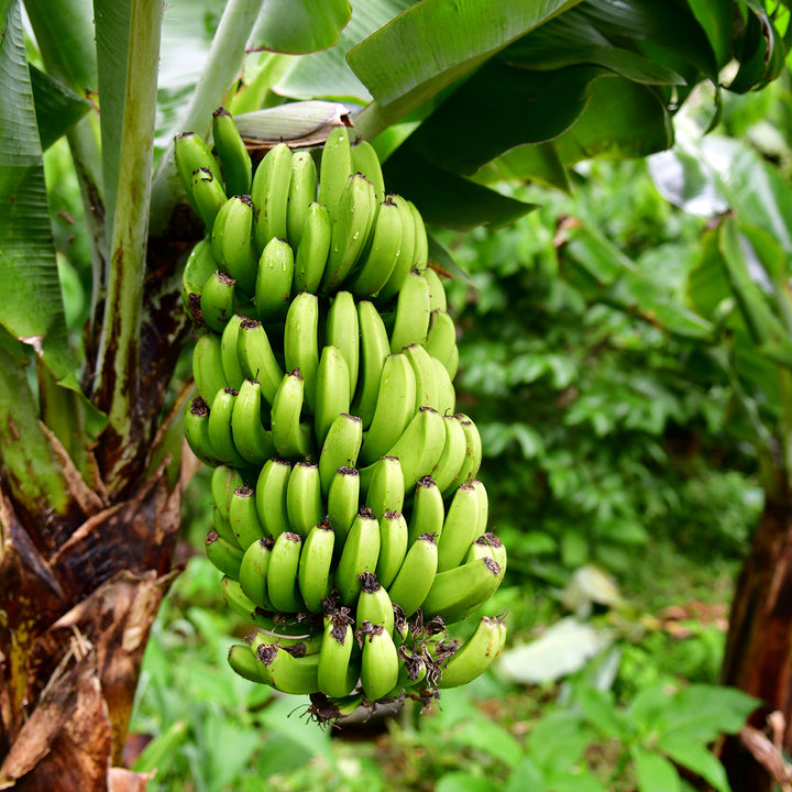 best dwarf banana tree for bonsai Musa Dwarf Cavendish Banana Tree - 2 Gallon