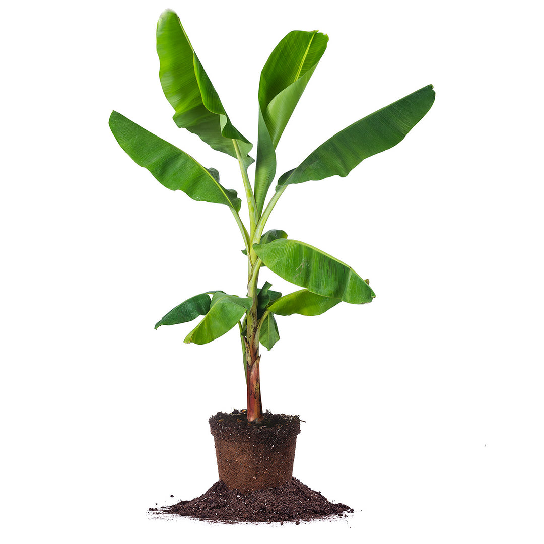 best dwarf banana tree for bonsai Musa Dwarf Cavendish Banana Tree - 2 Gallon