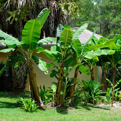 Musa dwarf cavendish Banana grove in Florida