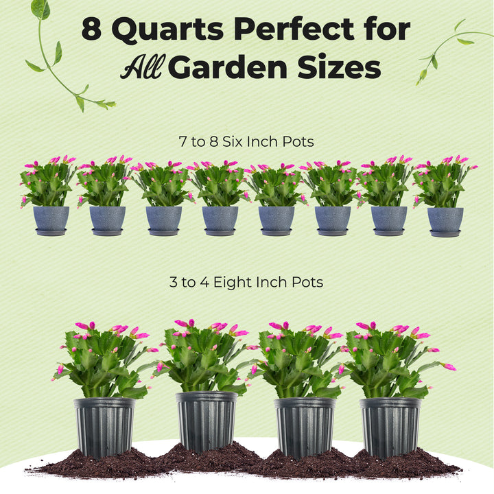 best soil for christmas cactus indoors Buy Christmas Cactus Potting Soil for Sale