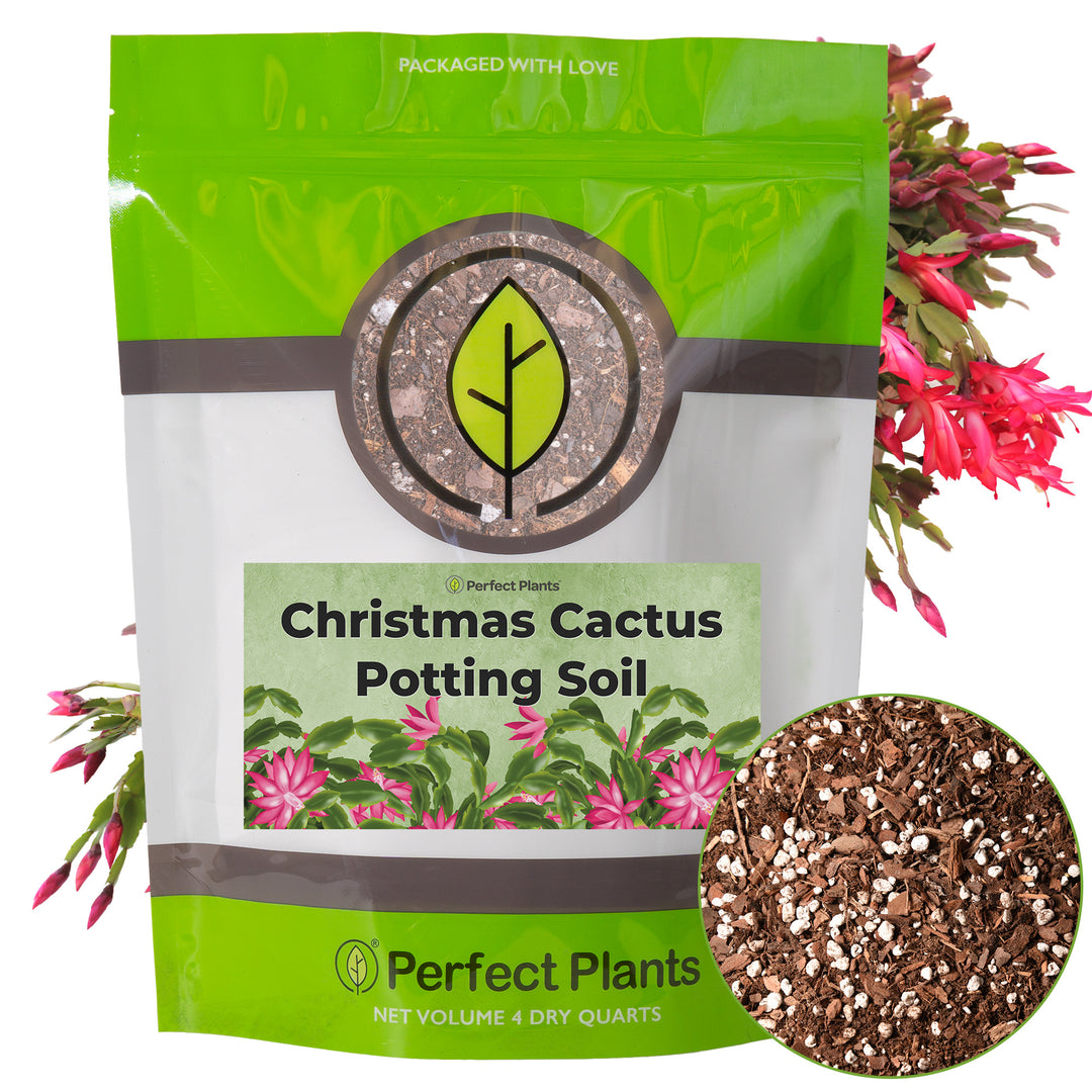 Buy Christmas Cactus Potting Soil for Sale