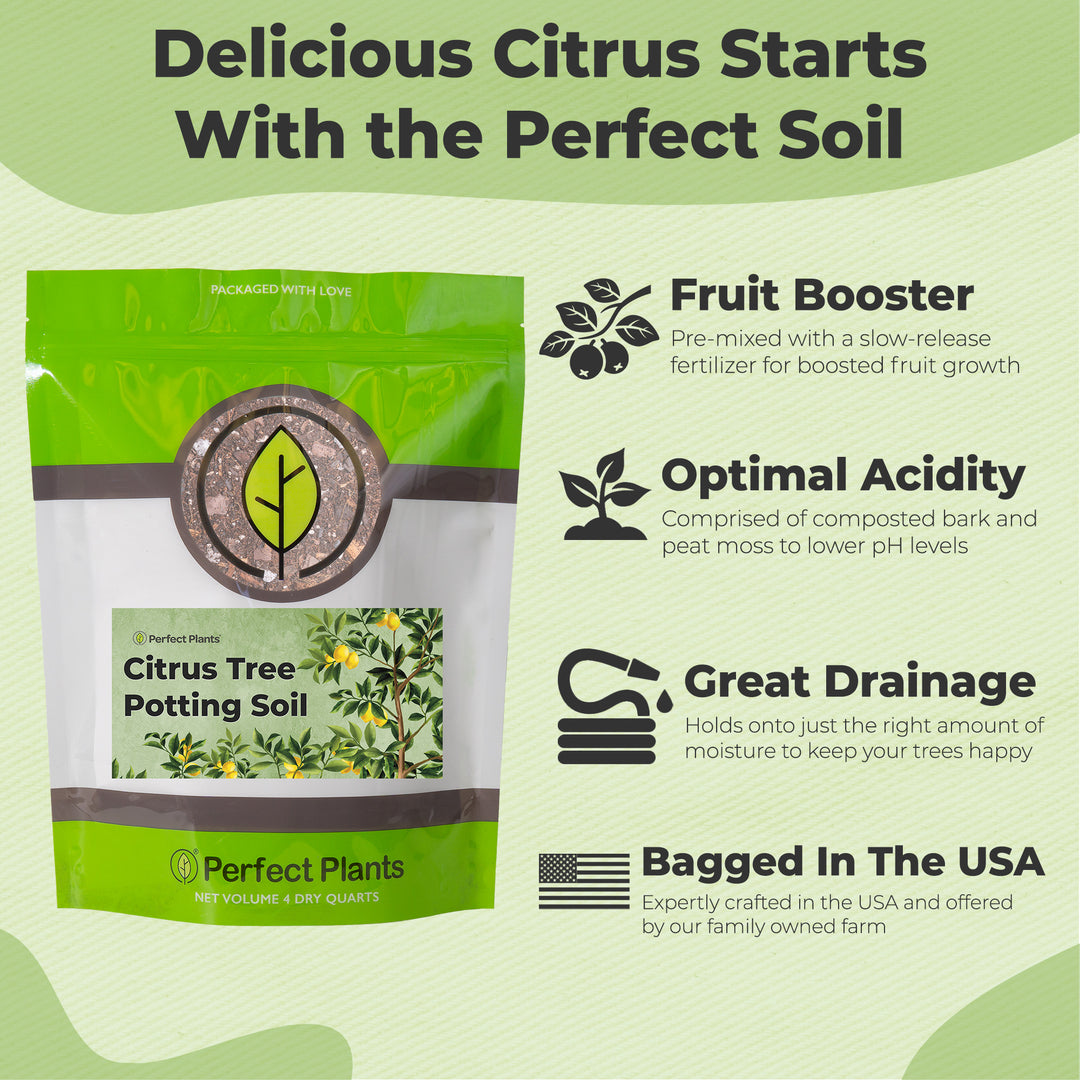 potting mix for lemon plant Buy Citrus Potting Soil for Sale