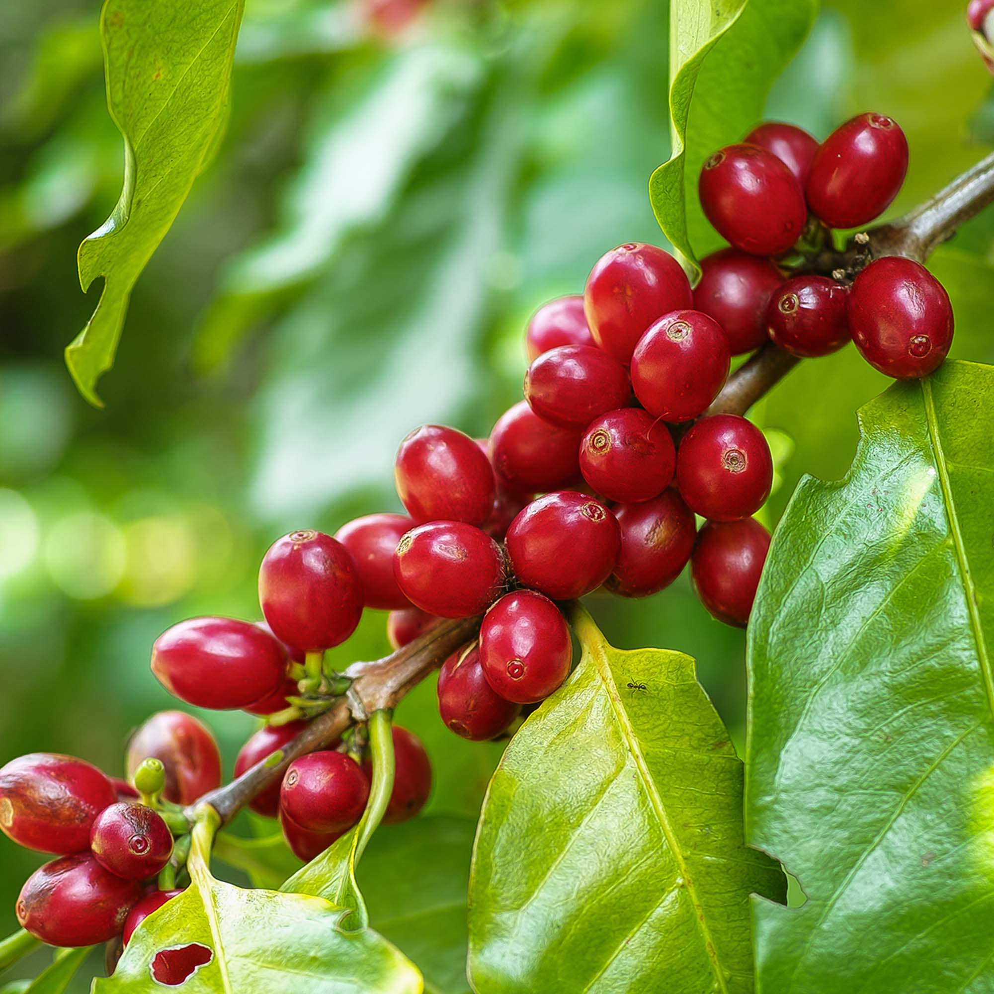 Buy Arabica Coffee Plants for Sale | Grow Your Own Coffee | Perfect Plants