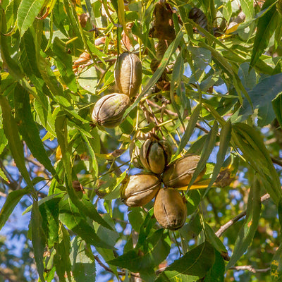 Creek Pecan Tree | Type 1 Pollinator