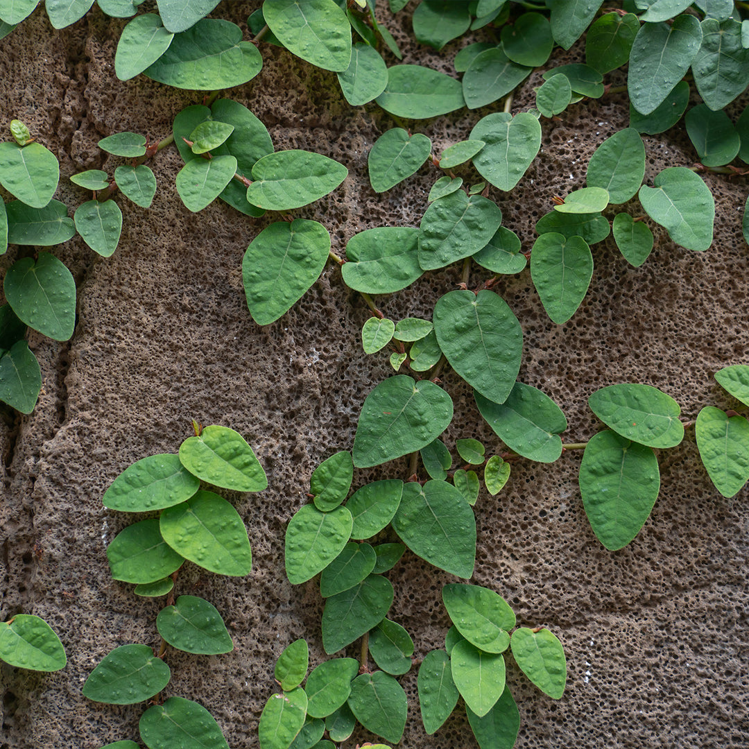 Creeping Fig - 1 Gallon / 5-Pack