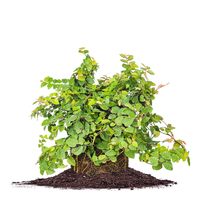 Creeping Fig - 1 Gallon / 5-Pack