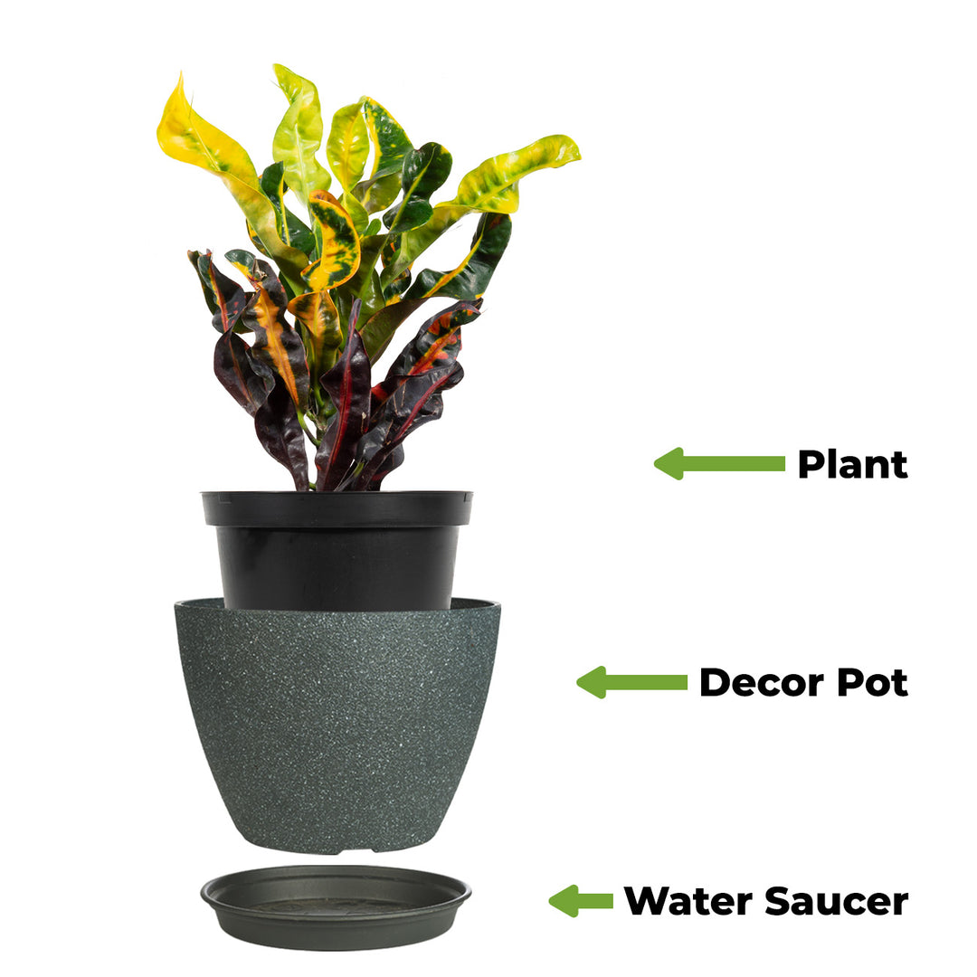 croton mammy light Croton Mammy - Codiaeum Variegatum | Crotons for Sale
