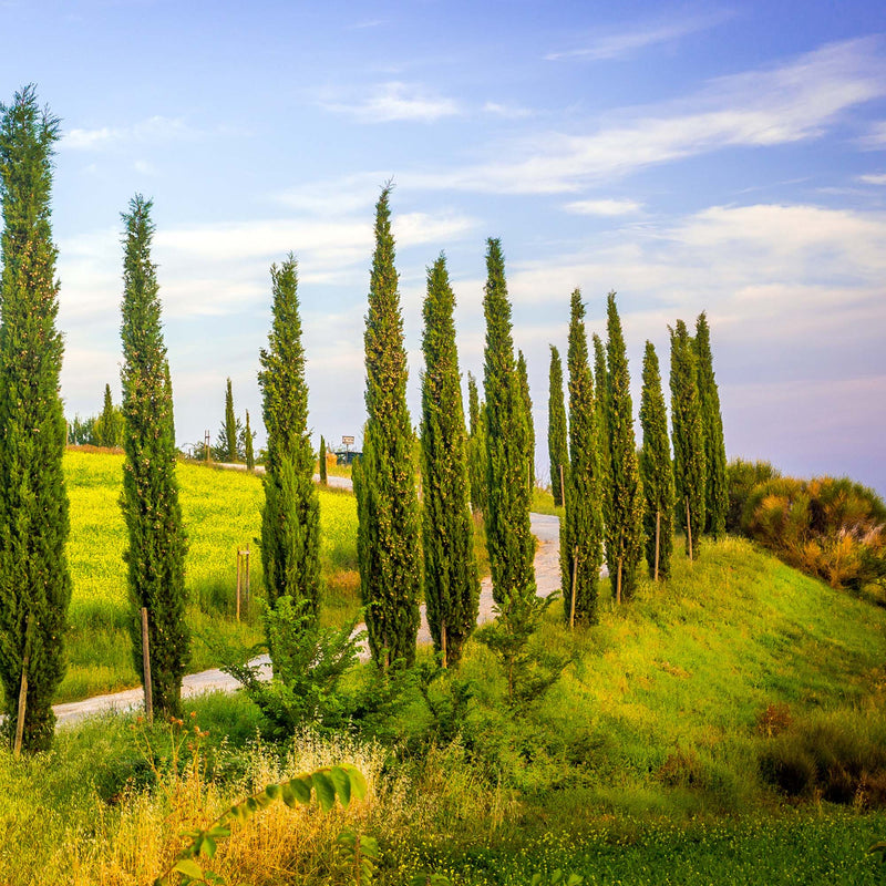 A row or all Italian Cypress Trees growing alone a winding drive way