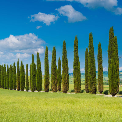 Row of tall green Italian Cypress trees in a field under a blue sky with white clouds