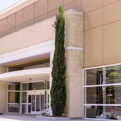 Italian Cypress Tree