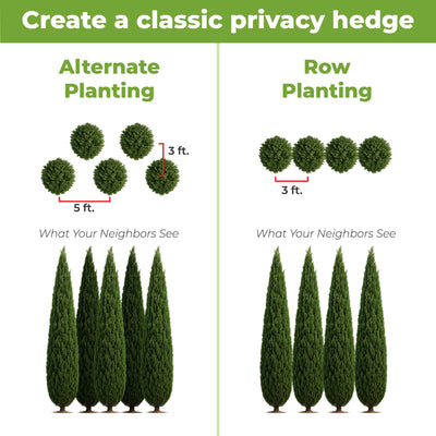 Comparison of alternate and row planting for a privacy hedge with measurements for Italian Cypress trees from Perfect plants nursery