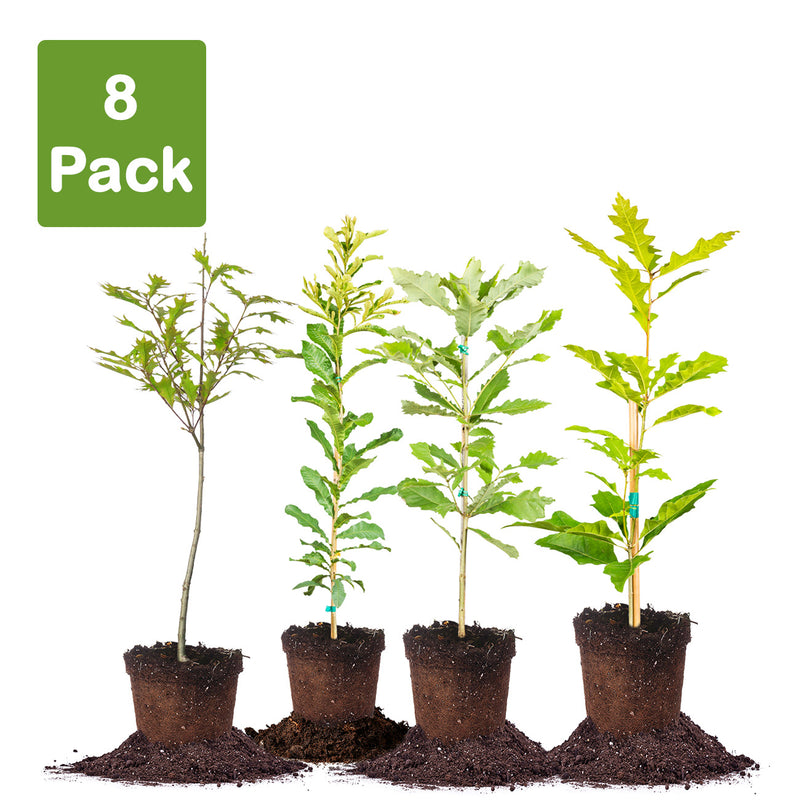 Whitetail Deer - Oak Tree Variety Pack