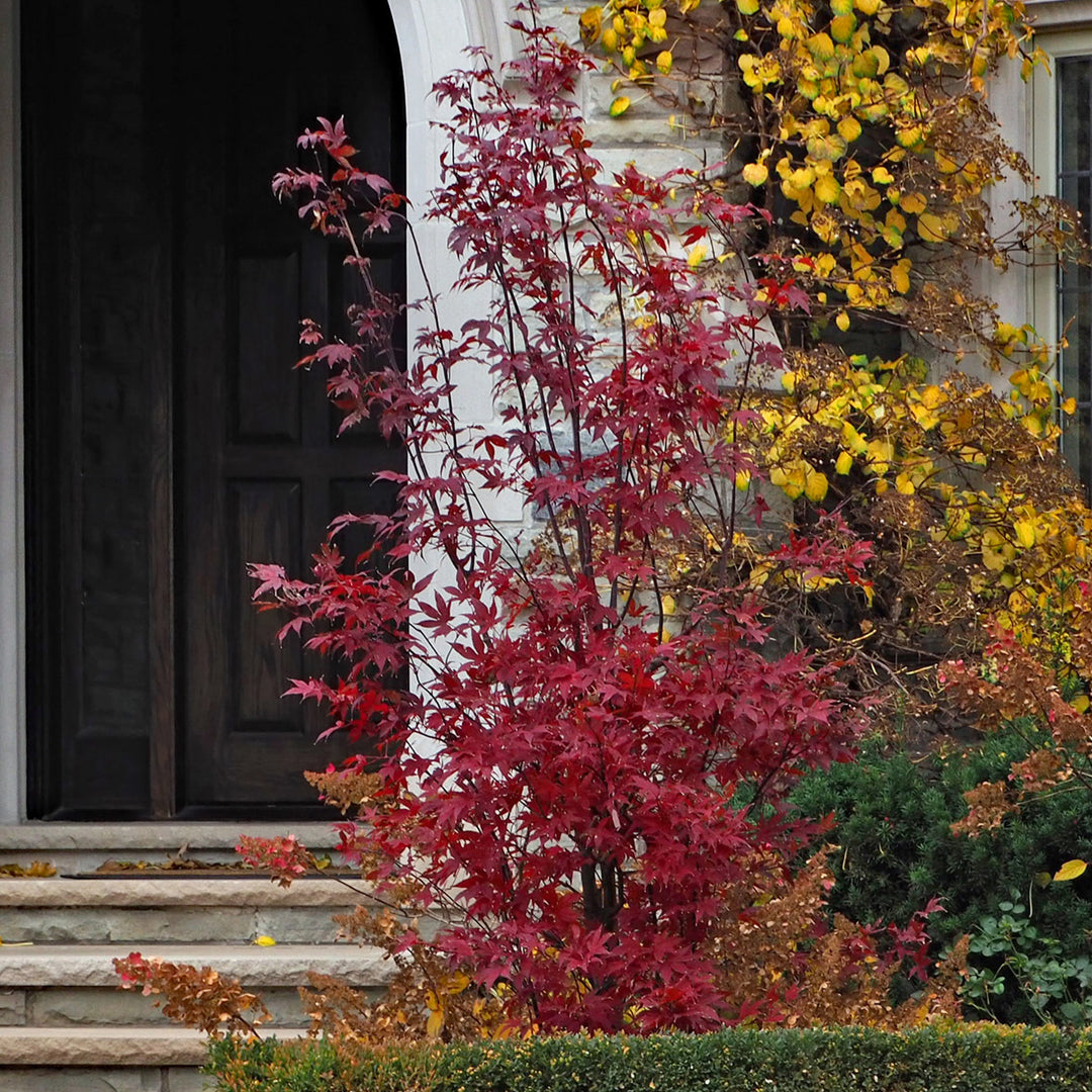 Miniature Japanese Maple miniature-japanese-maple