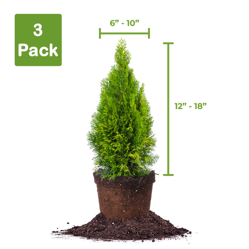 Purchase emerald green arborvitae