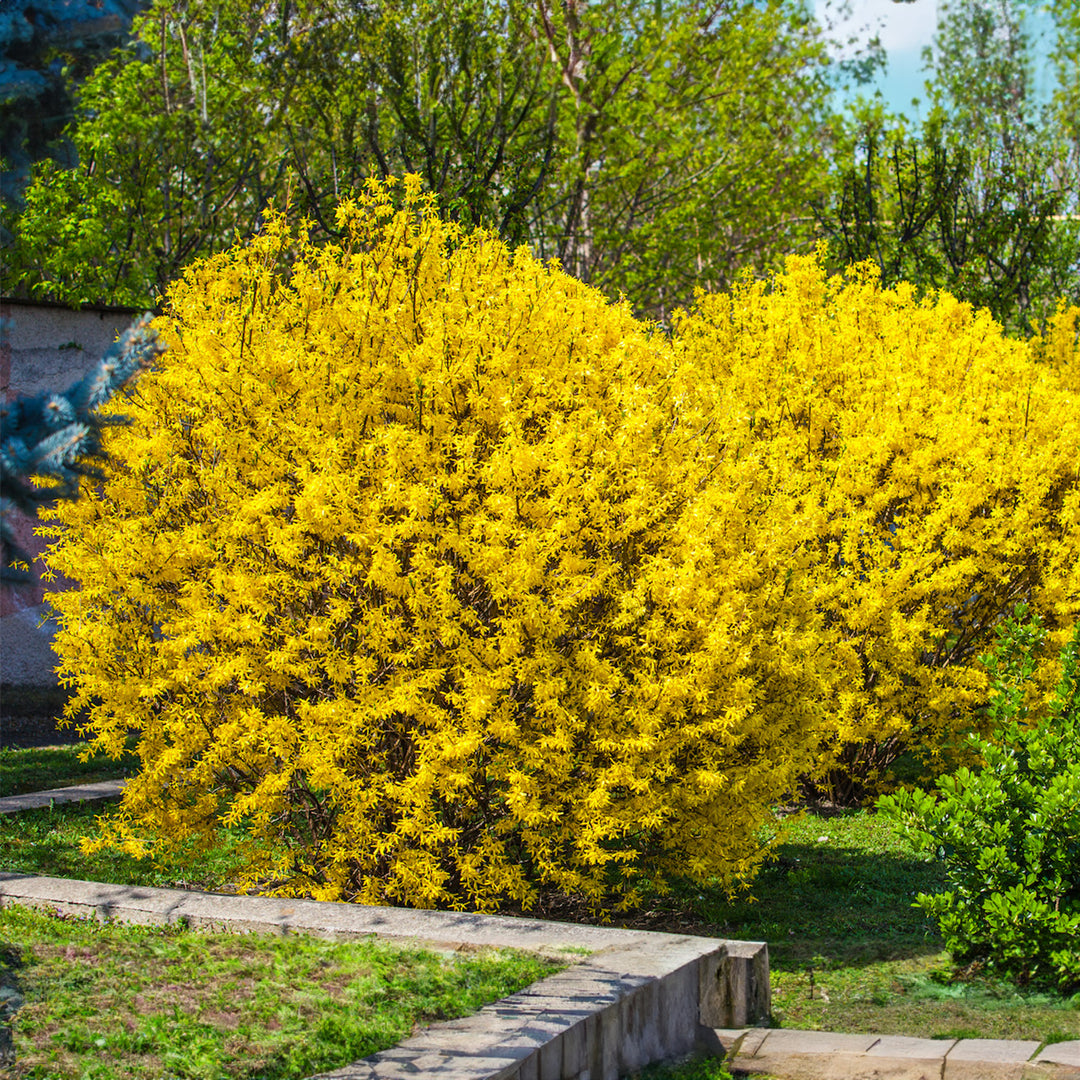 forsythia plant Lynwood Gold Forsythia Shrub - 3 Gallon / Single
