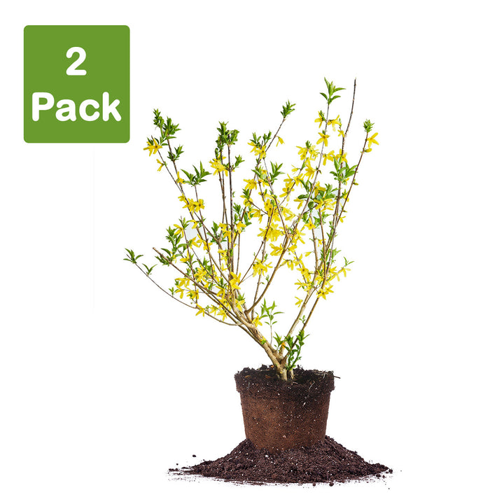 can i plant forsythia in a pot Buy Lynwood Gold Forsythia for Sale