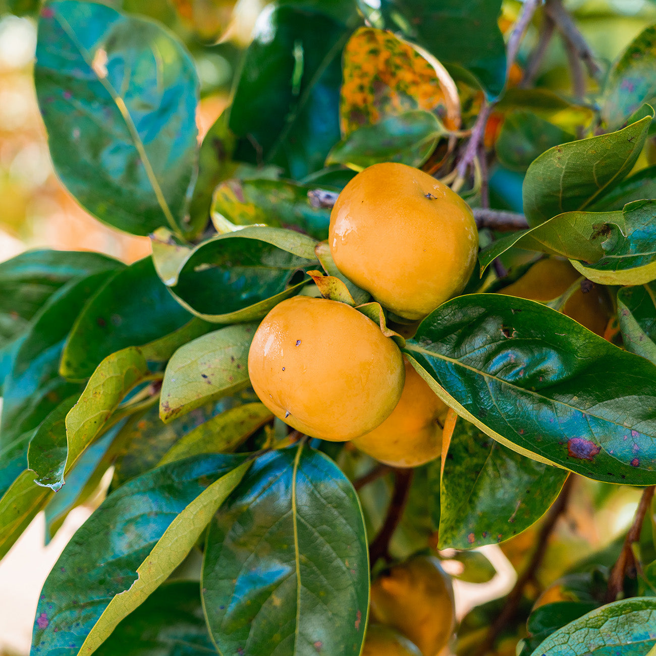 Fuyu Persimmon Trees for Sale | Perfect Plants