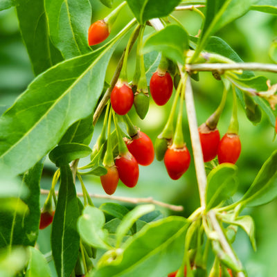 Red Goji berries edible fruit shrub