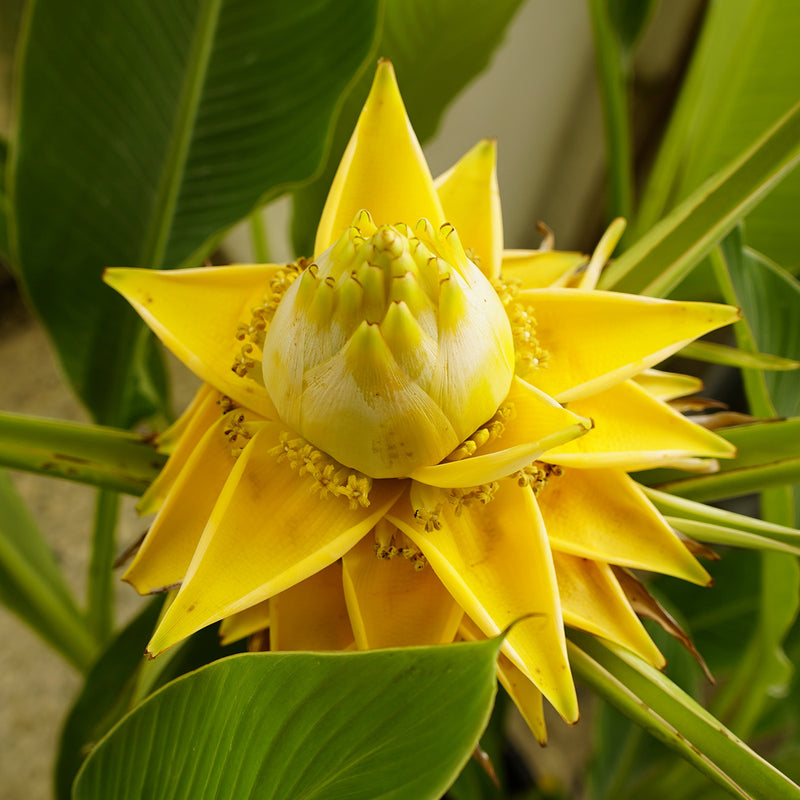 banana succulent flowers Golden Lotus Banana Tree for Sale | Buy Banana Trees