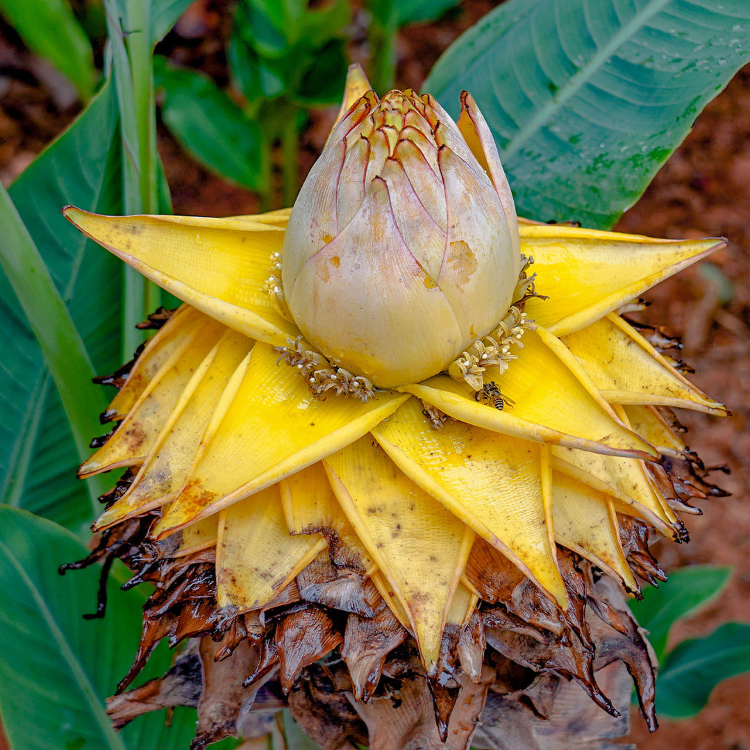 Golden Lotus Banana Tree