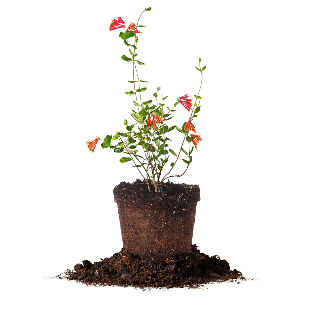 honeysuckle plant in pot Coral Honeysuckle for Sale