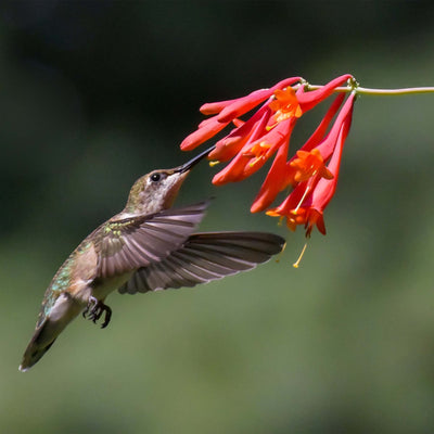 Hummingbird approaching coral honeysuckle flowers against a blurred green background