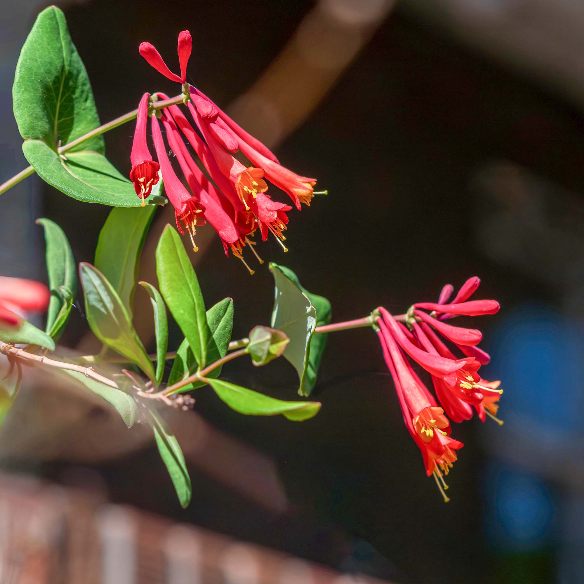 Grouping of coral honeysuckle flowers blooming on their vines with a blurred front porch in the background