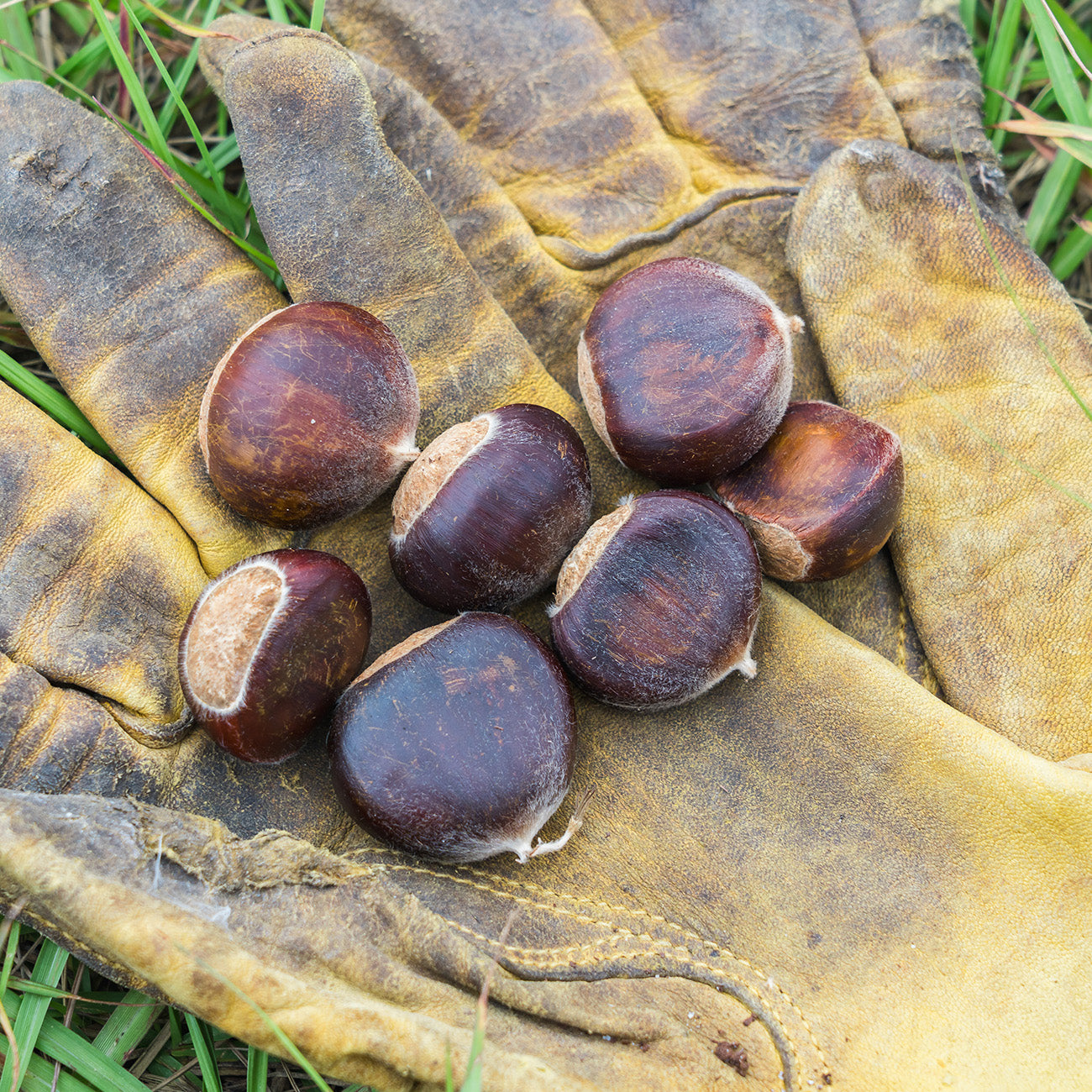 Hybrid American Chestnut Trees for Sale Perfect Plants