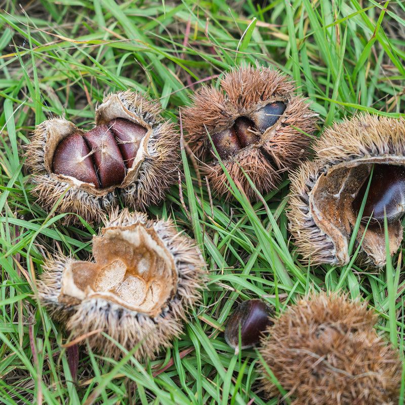 Ripe chestnuts opening on grass lawn after falling from tree in autumn