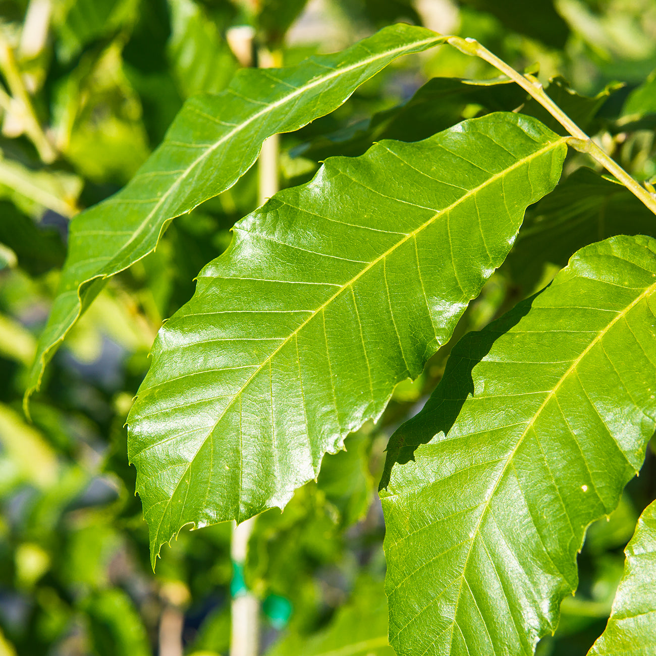 Hybrid American Chestnut Trees for Sale Perfect Plants