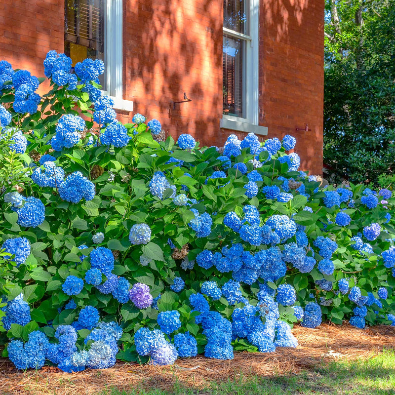 Nikko Blue Hydrangea Shrub