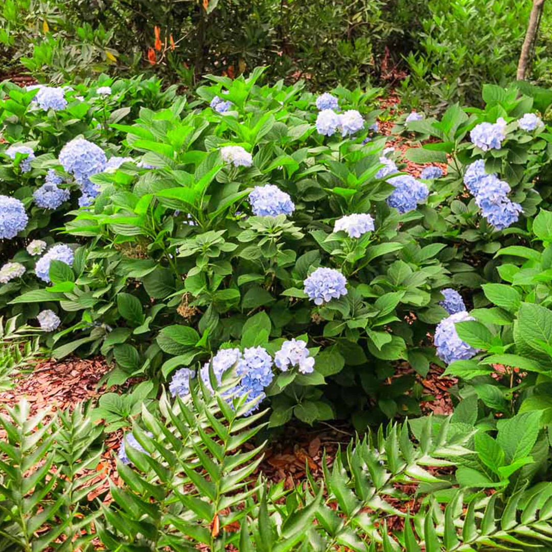 Penny Mac Hydrangea Shrub - 3 Gallon / Single