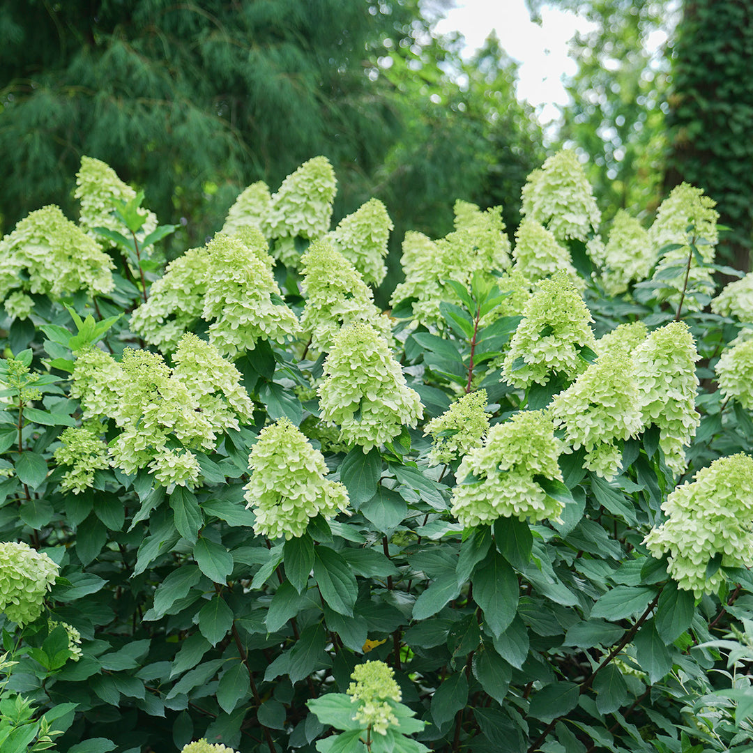 Limelight Hydrangea Bush