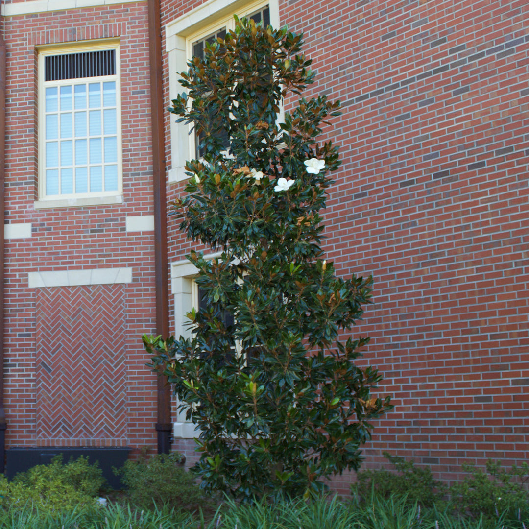 little gem magnolia planted next to house Little Gem Magnolia Tree