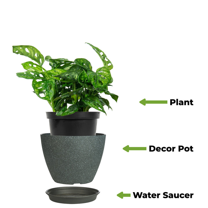 best pot for monstera adansonii Monstera Adansonii for Sale | Buy Monstera Plants