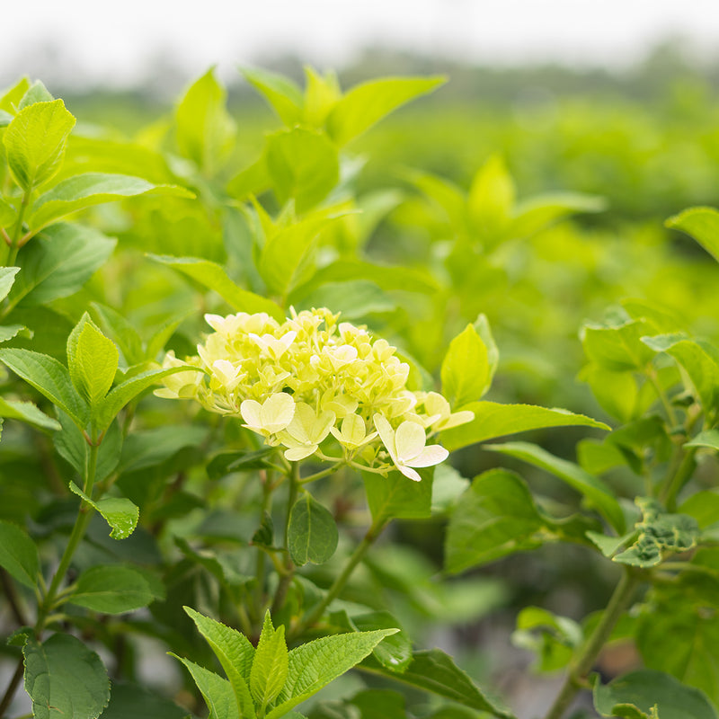 Multi Trunk Tree Buy Limelight Hydrangea Multi Trunk Tree for Sale | Perfect Plants