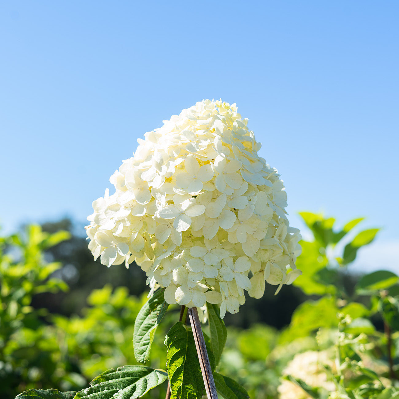 Hydrangea Line Light Tree Buy Limelight Hydrangea Tree With Multiple Trunks for Sale | Perfect Plants