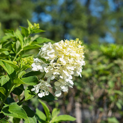 Multi Trunk Tree Buy Limelight Hydrangea Tree With Multiple Trunks for Sale | Perfect Plants