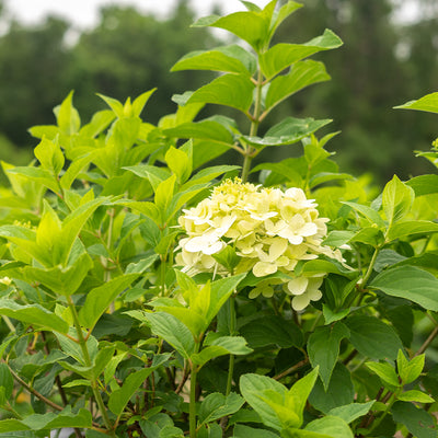 Multi Trunk Tree Buy Limelight Hydrangea Tree With Multiple Trunks for Sale | Perfect Plants