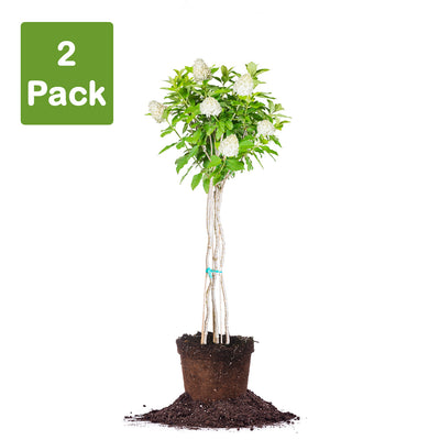 Multi Trunk Tree Buy Limelight Hydrangea Tree With Multiple Trunks for Sale | Perfect Plants
