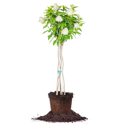 Limelight Hydrangea Multi Trunk Tree