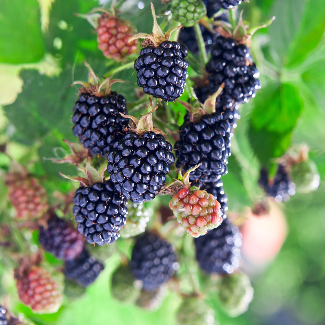 natchezblackberry_6_1080x.jpg?