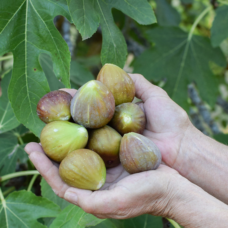 Buy Olympian Fig Tree for Sale Fast Growing & Prolific Perfect Plants