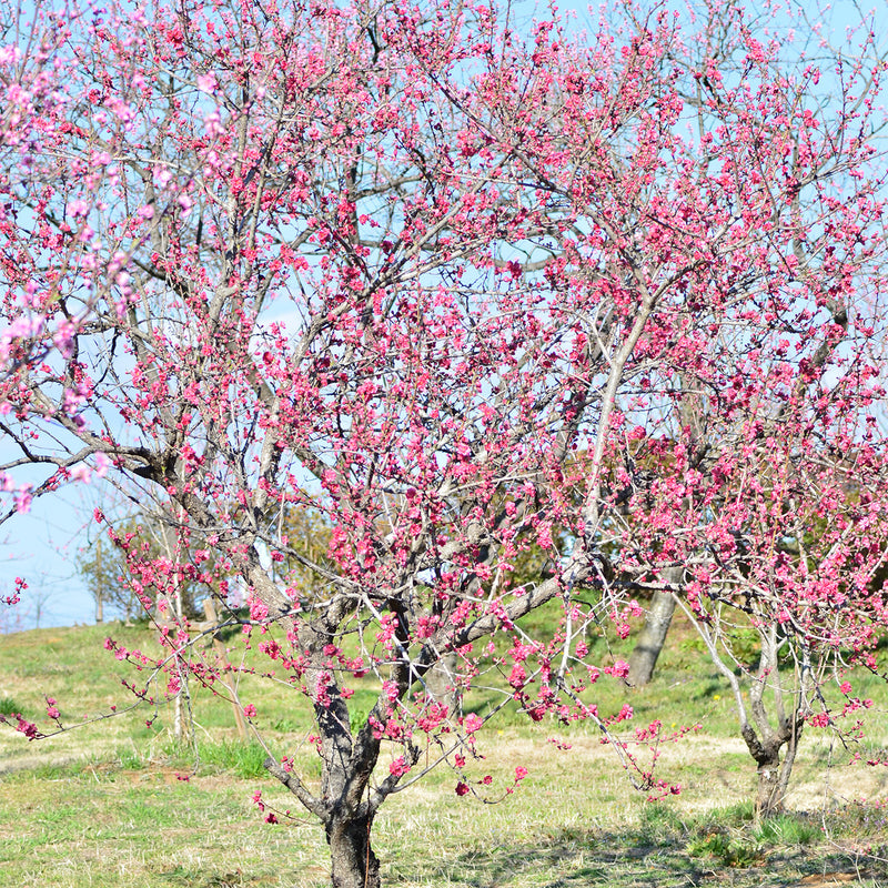 Pink Cascade Weeping Peach Tree