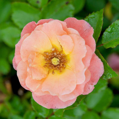 Blooming Peach Drift Rose trees for sale online through Perfect Plants Nursery